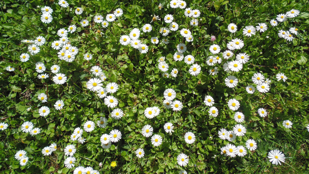 Gänseblume